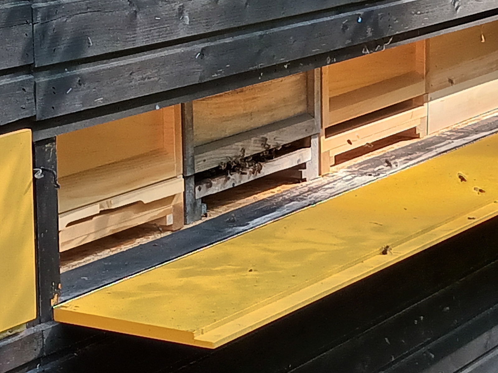 Bienenhaus-Flugoeffnung